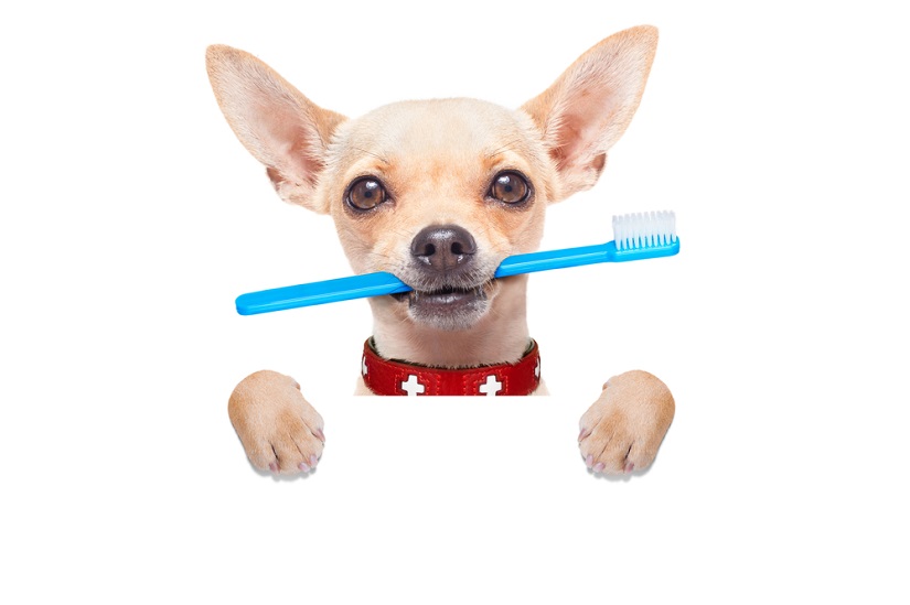 愛犬の歯磨きをしよう