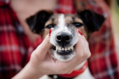 犬の口臭、原因と予防について