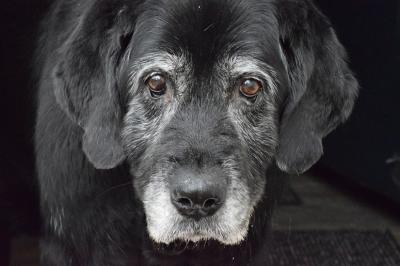 愛犬が首を傾けてフラフラしている？