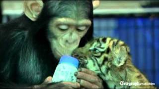 トラの赤ちゃんのお世話をするチンパンジー