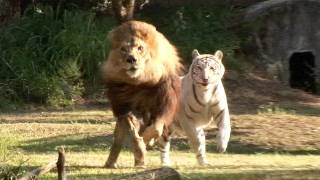 大迫力に遊ぶ、仲良しなトラとライオン
