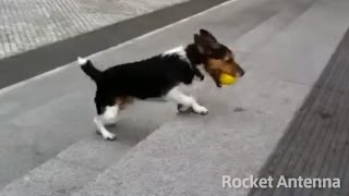 【賢犬】一匹でボール遊びをする賢い犬