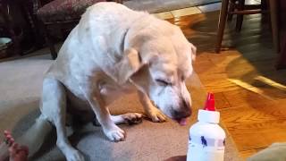 大嫌いな耳掃除をスゴイ顔で拒絶する犬