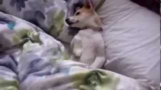 「眠い…」朝がめっちゃくちゃ弱い柴犬