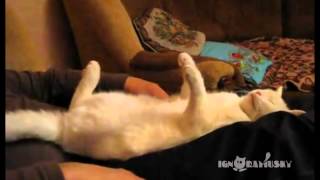 飼い主さんのひざの上で爆睡する白ネコ