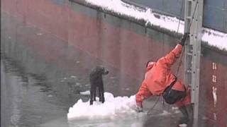 感動、流氷で流された犬を命がけで救助