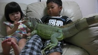 23 years of Green Iguana in Japan イグアナの23年間(2014.12)