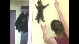 前世は忍者か？ クモのように壁登る猫