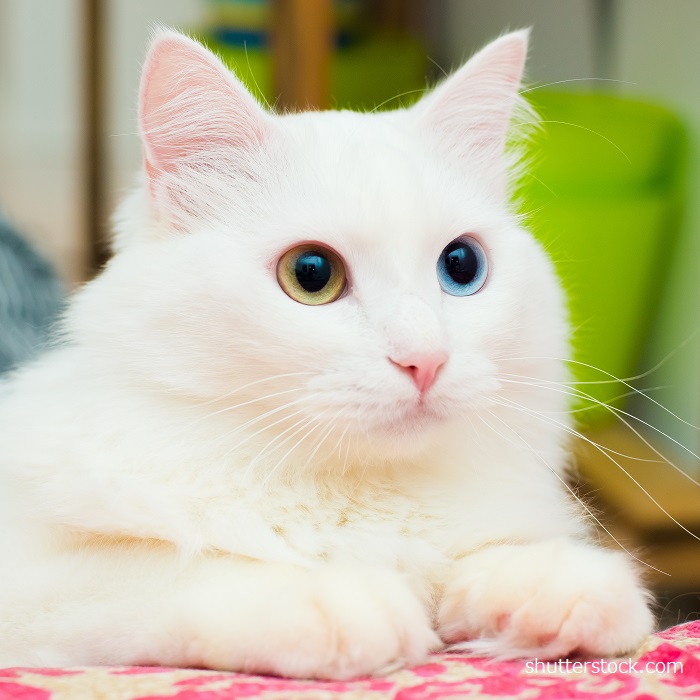 かわいい猫図鑑 ターキッシュアンゴラ