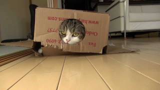 箱が好きすぎて装備しちゃったネコ