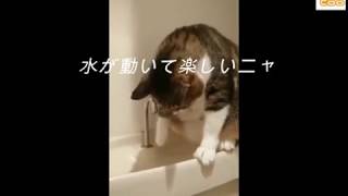 トイレで水遊びのネコちゃん - ママに怒られても(^^)